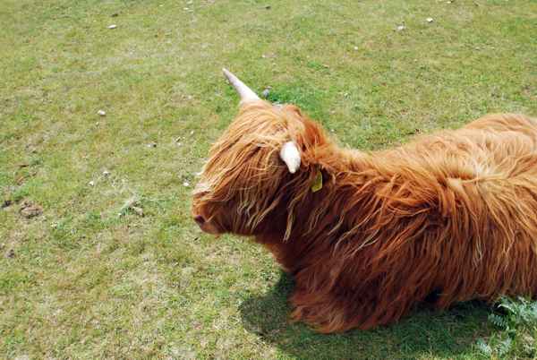 Galloway-Rind auf einer Salzwiese....