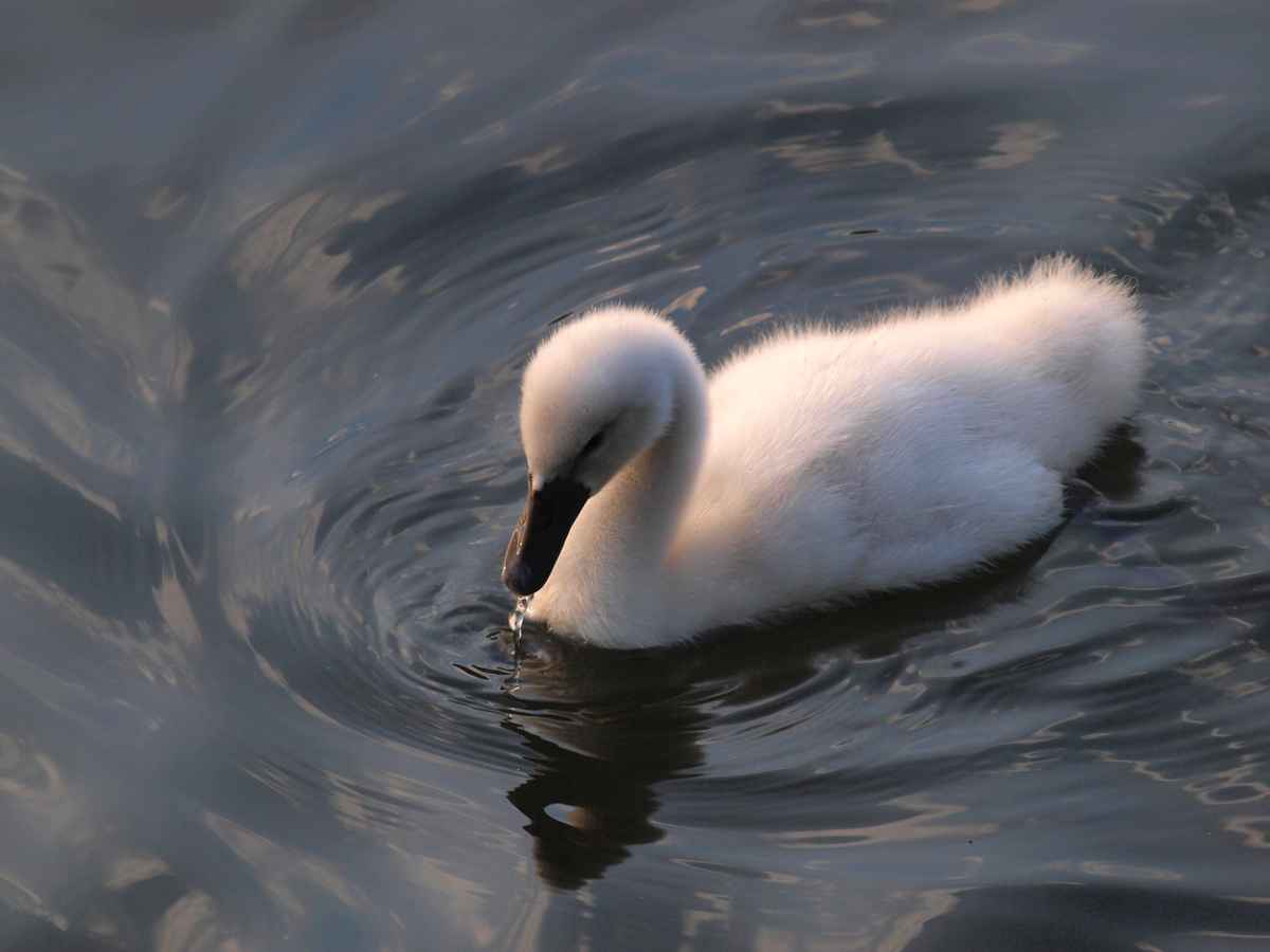 Kleiner Schwan