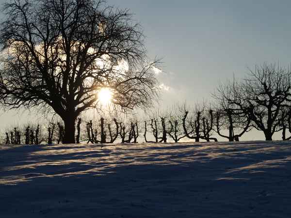 Obstbäume im Winter