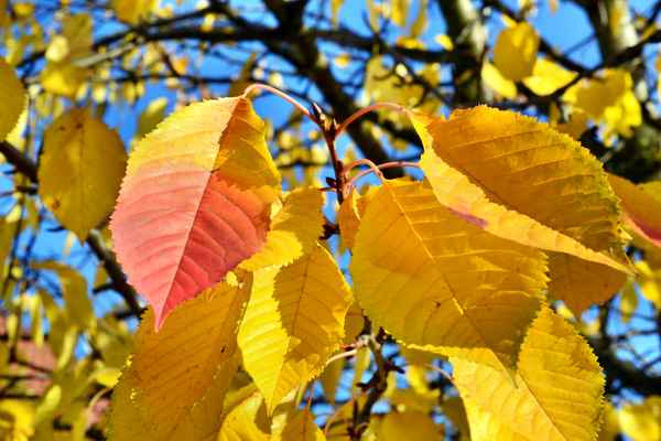 Herbstfarben
