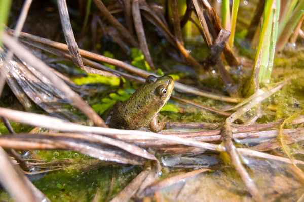 Froschkönig