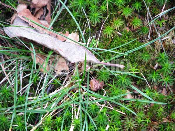 Vielfalt der Natur