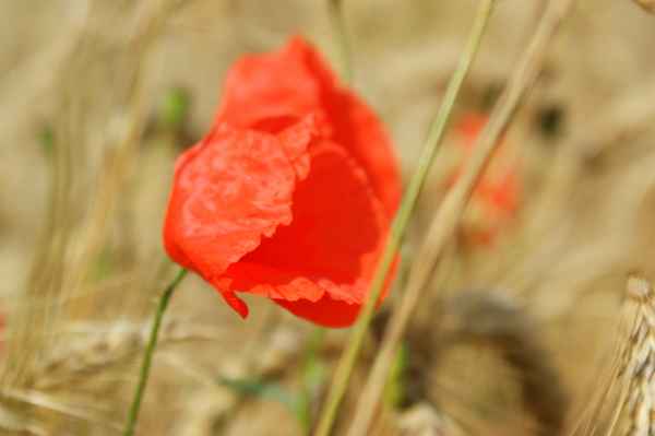Klatschmohn