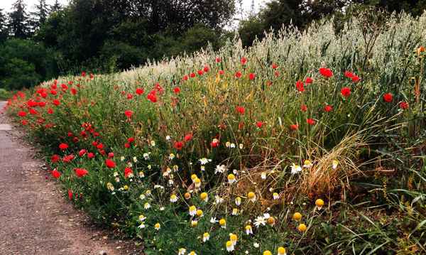 Haferfeld mit Mohn und Kamille