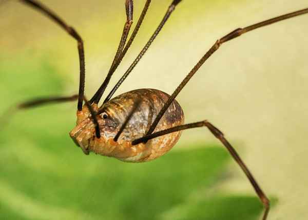 "Schwebende" Spinne