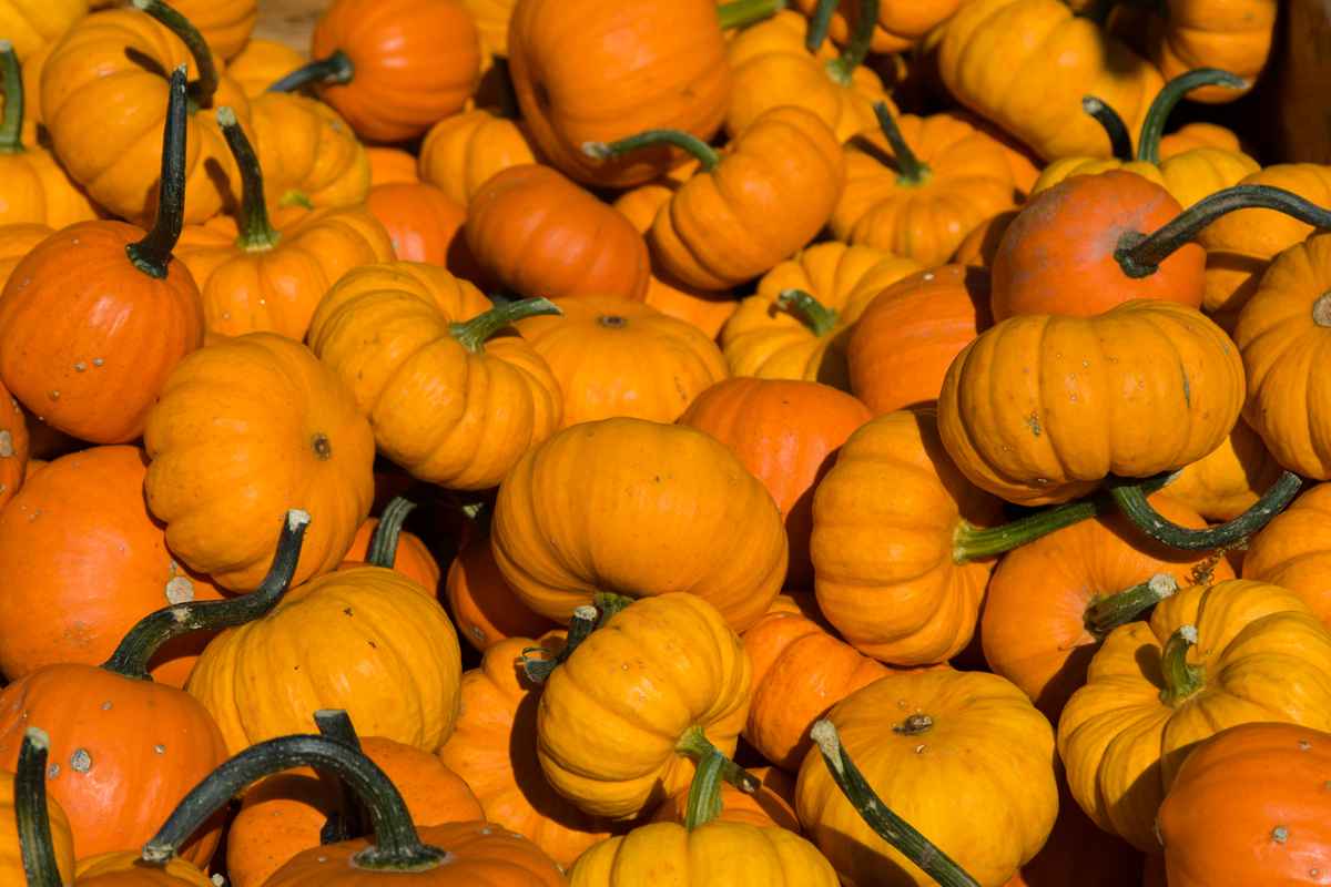 Ein Haufen Kürbise