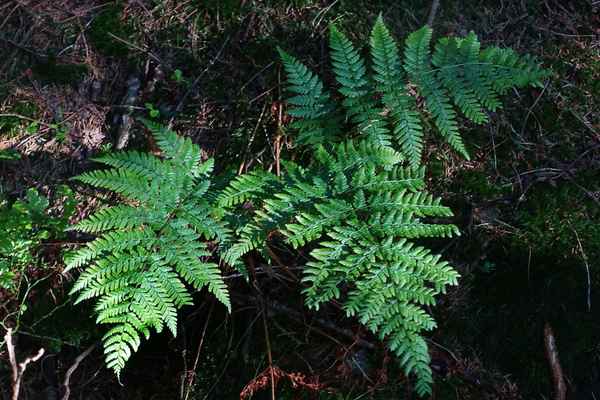 Im Wald 6