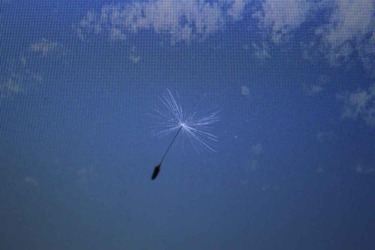 natürlicher Fallschirm