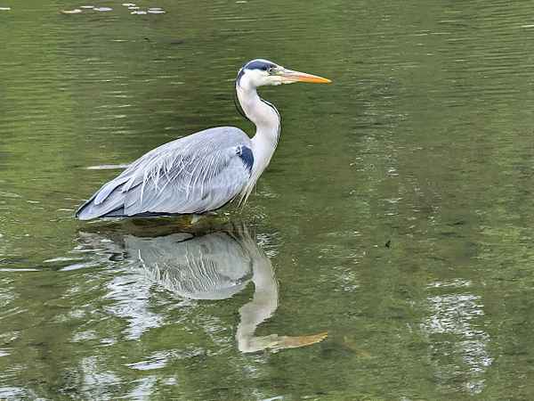Reiher in Teich