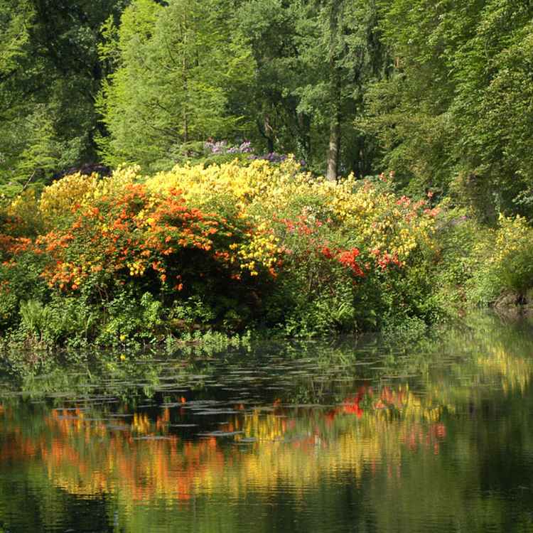Rhododendronpark Bremen X