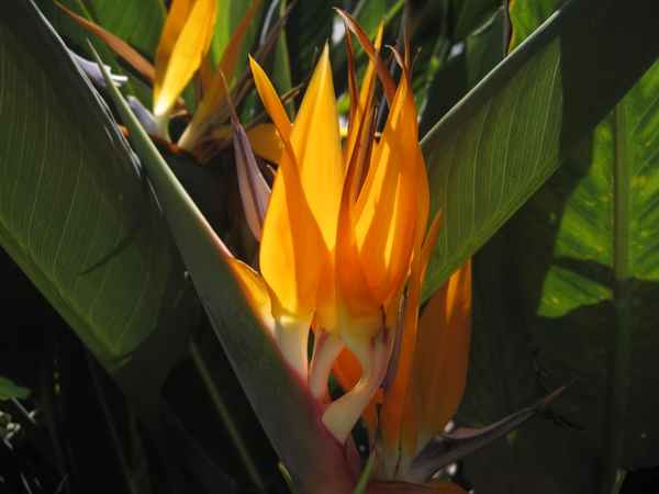 Strelitzienblüte leuchtet in der Sonne