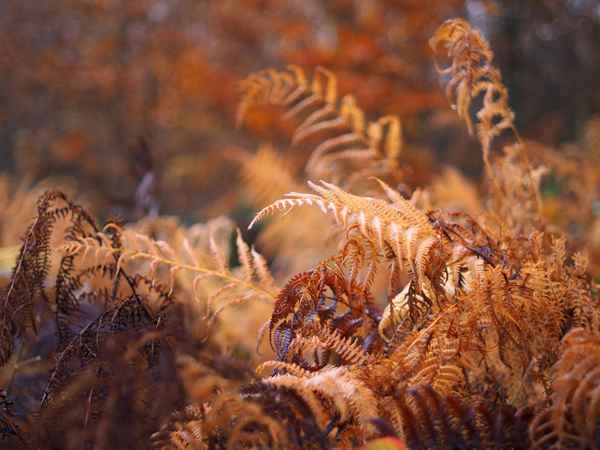Farn im Herbst