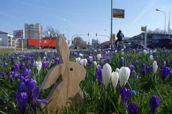 Osterhase im Krokusfeld
