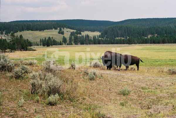 Bisons