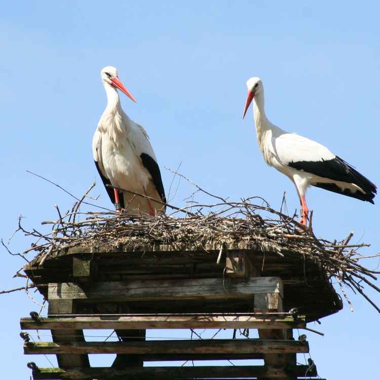 Storch-Pärchen
