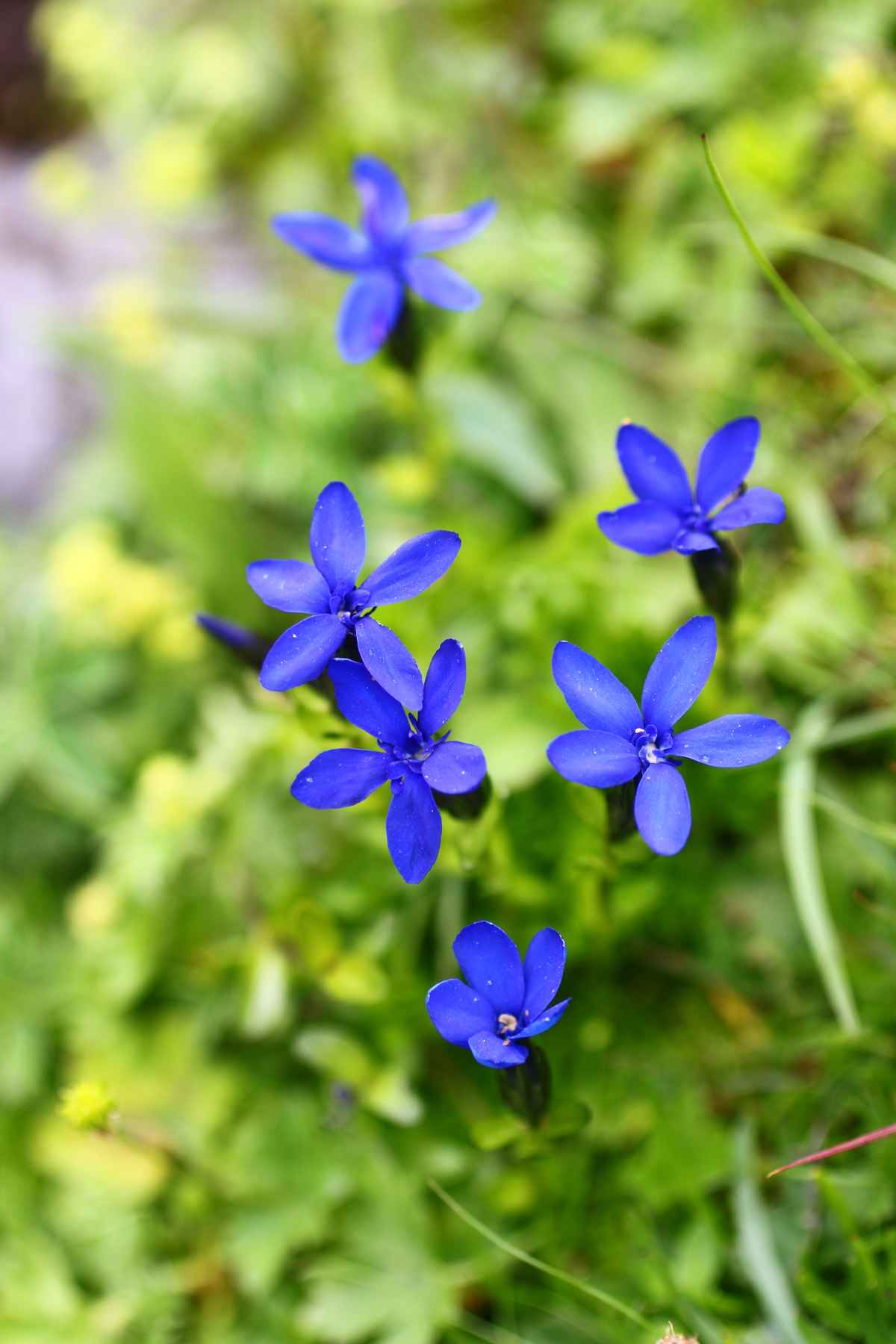 Blau, blau, blau blüht ....