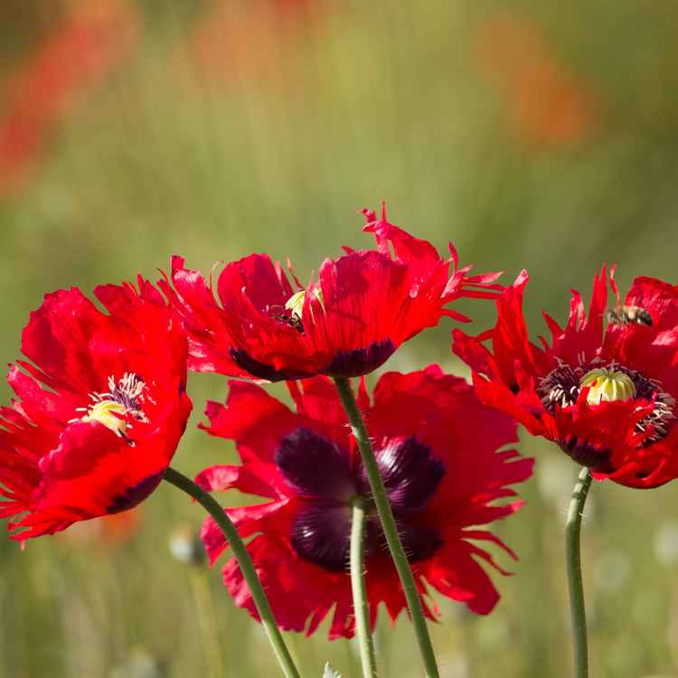 Mohnblumen