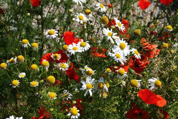 Mohn und Kamille