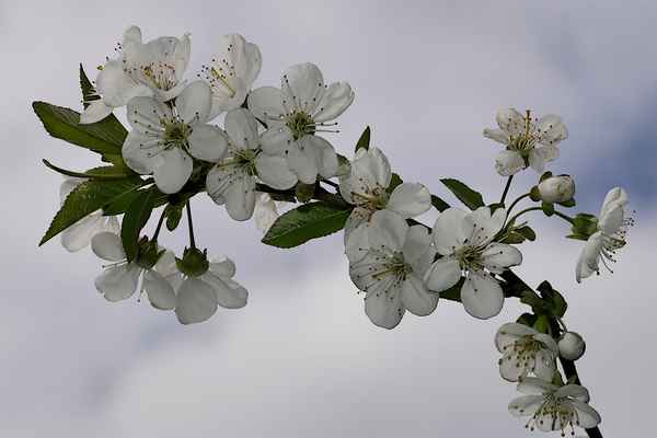 Kirschblüte