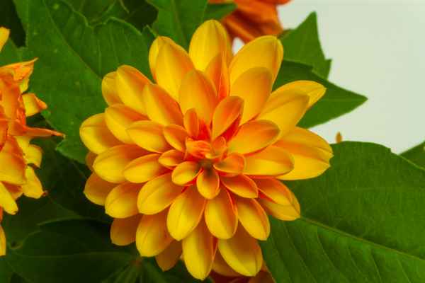 Blume