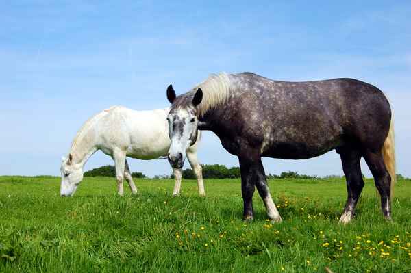 zwei Schimmel auf der Frühlingswiese