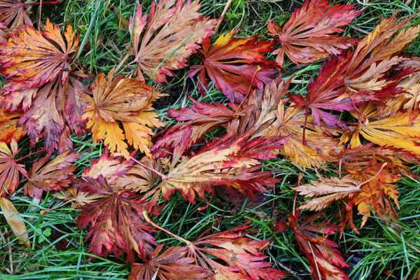 die blätter fallen 1