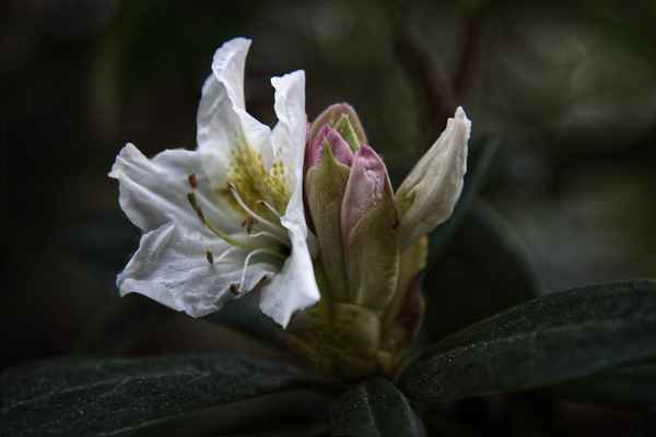 Rhododendronblüte