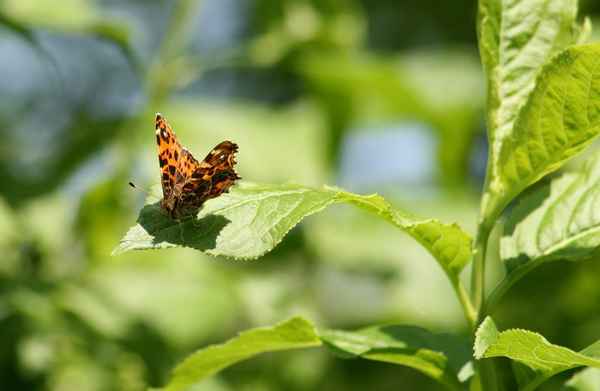 ein landkärtchen..schmetterling