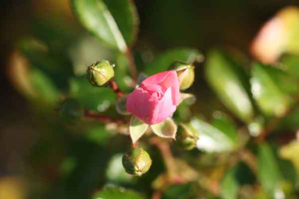 Rose noch geschlossen
