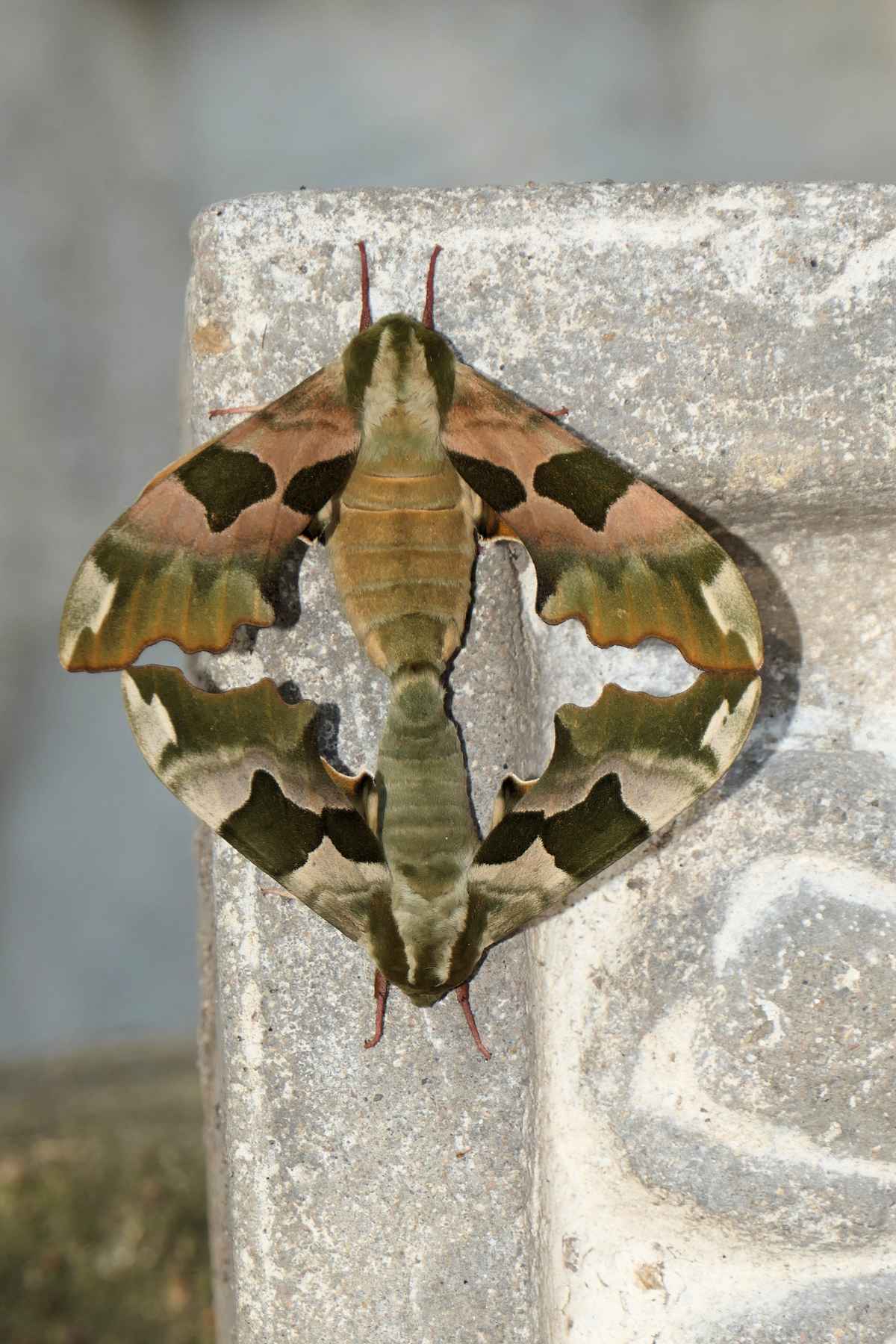 Lindenschwärmer Paarung