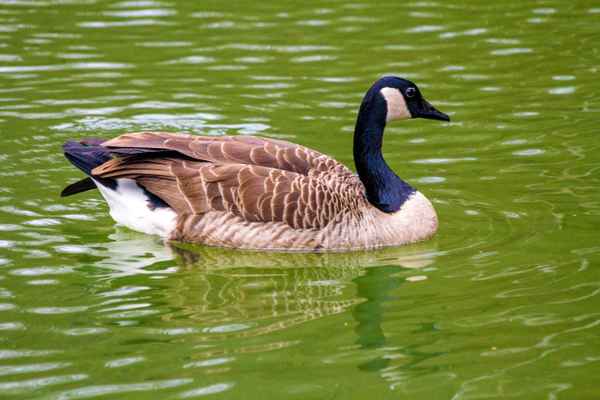 Ente auf dem See 2!