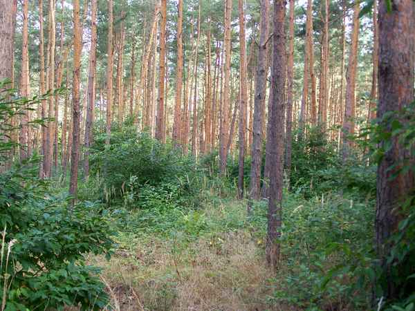 Ich seh den Wald vor lauter Bäumen nicht!