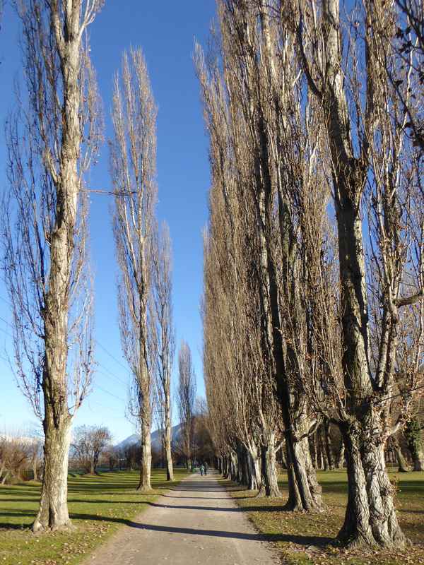 Einsam durch die Pappelallee