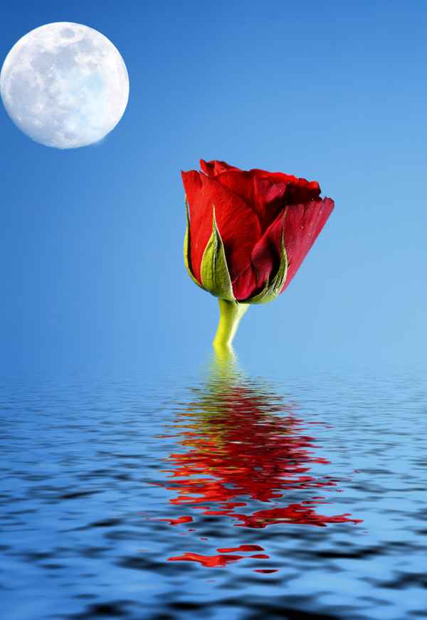 seerose