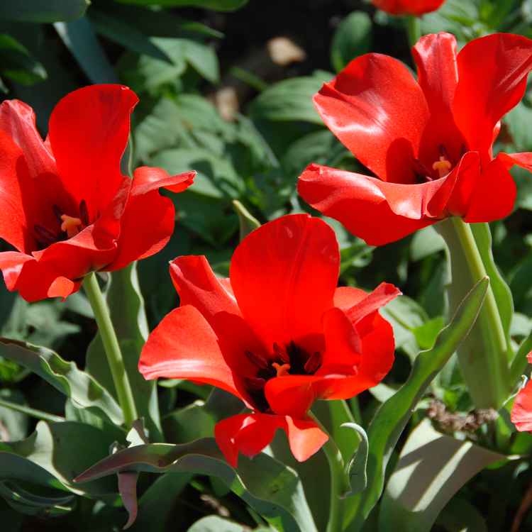 Tulpen 02