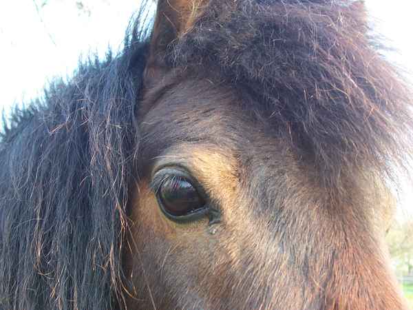 Ein Pony schaut dich an....