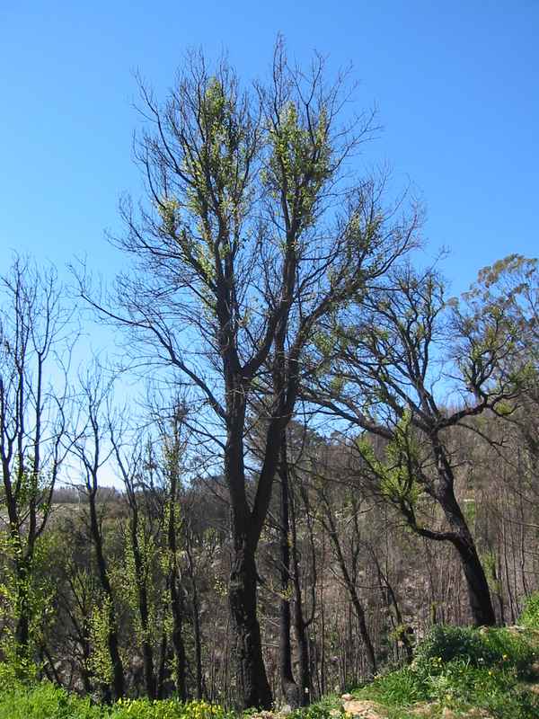 burned forest is still alive