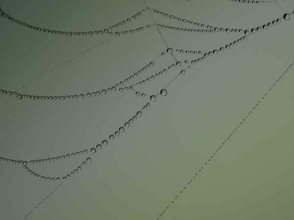 spiders art I