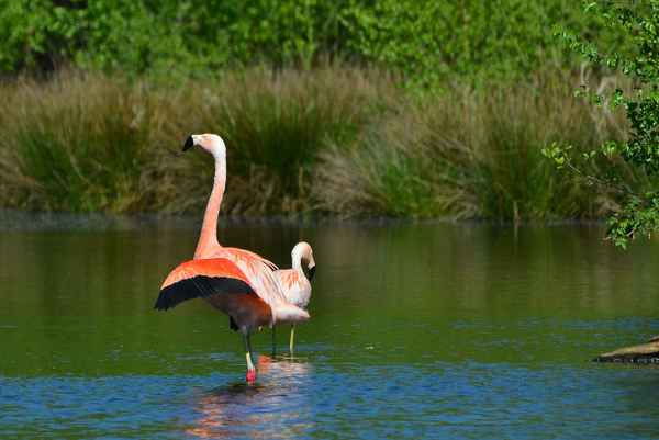 Wildlife im Münsterland