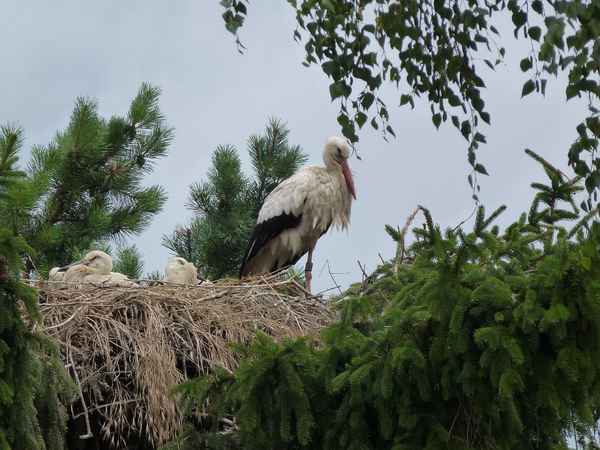 Jungstörche im Nest
