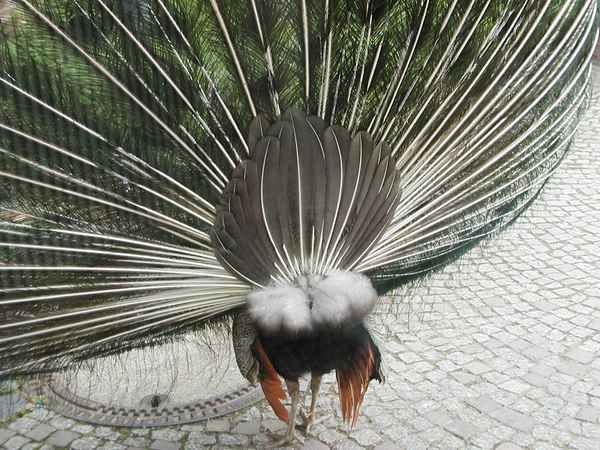 Pfau - Schöner Rücken