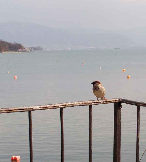 Der Spatz vom Bodensee