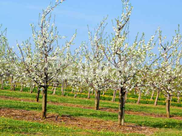 Baumblüte in Obstbaumplantage