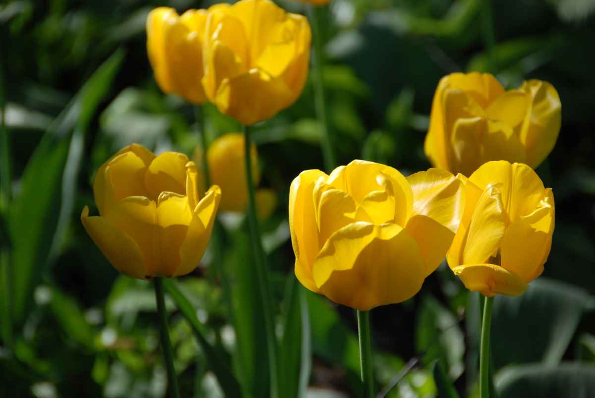 Tulpen 09