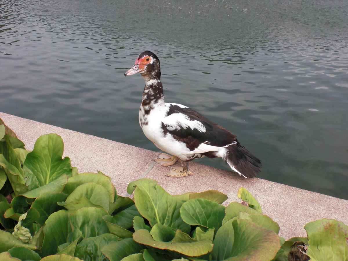Mein Name ist "Plattfuß"