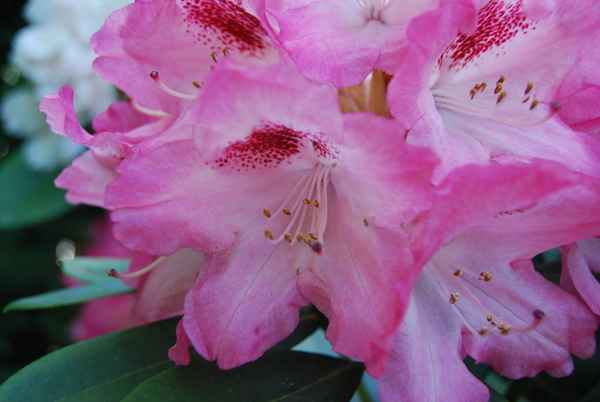 Rosa Blüten