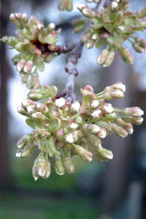  Kirschblüte 3