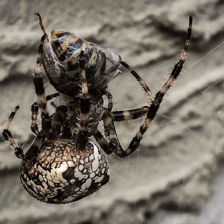 Spinne frisst Wespe