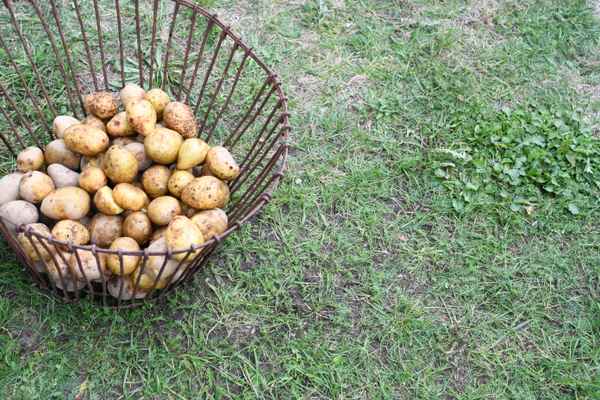 Kartoffelkorb