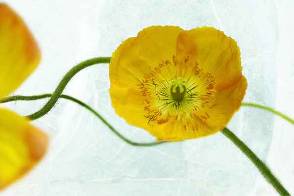 Gelber Mohn